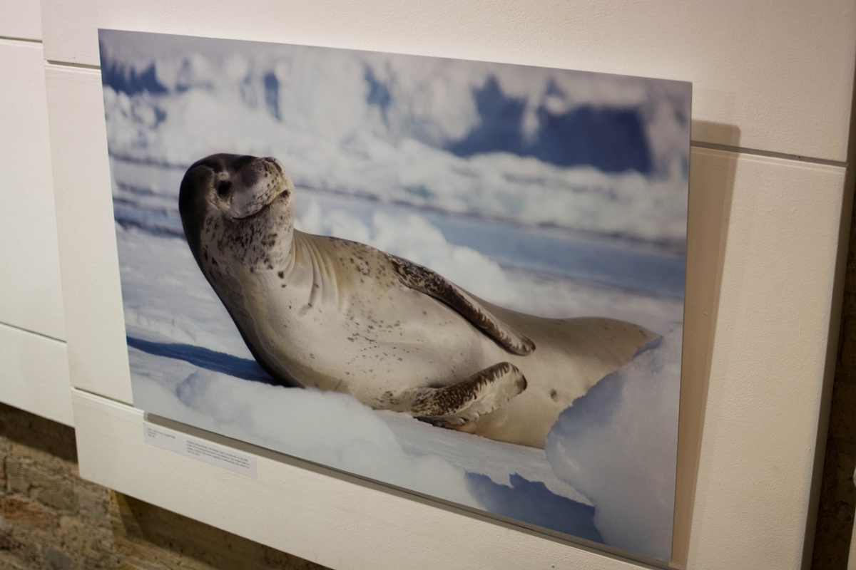 AntArctic Art